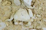 Fossil Crab (Potamon) Preserved in Travertine - Turkey #121373-4